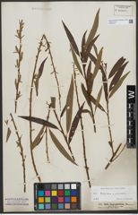 Foto von Salix triandra L. x Salix viminalis L.